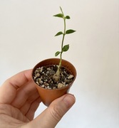 Ceropegia barklyi caudex kaudeks