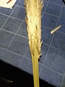 Trawa pampasowa 14 szt 100 cm suszona 