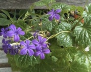 Sadzonka Primulina Chirita Tabacum