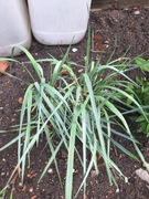 6 sadzonki trawy wieloletniej wydmurzycy.