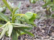 Ciemiernik Helleborus occidentalis 