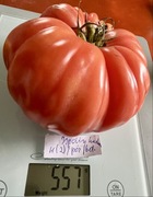 Pomidor Ispolin kolekcjonerskie nasiona