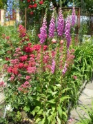 Naparstnica Purpurea Digitalis grandiflora 1000 nasion