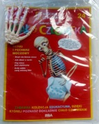 Kolekcja Ciało człowieka nr 24 Szkielet Kostek 