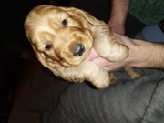 Cocker spaniel angielski 