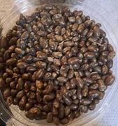 Kokony pszczoły Murarki ogrodowej 500szt. Oczyszczone