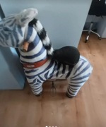 Zebra pony cycle