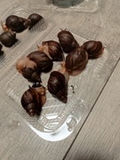 Slimaki Afrykańskie 