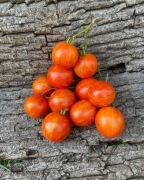 RED ZEBRA Pomidor Kolekcjonerski 