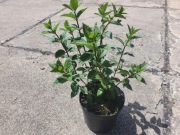 Hortensia Bukietowa Vanila freise