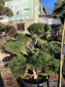 Bonsai ogrodowe sosna thuja cis …