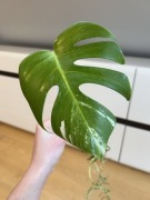 Monstera Variegata (szczyt)