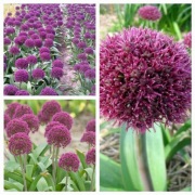 Czosnek ozdobny ostara 5 cebul