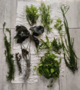 Zestaw Roślin Akwariowych Lotos,Moczarka i inne 