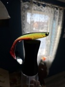 Przynęta wędkarska rasta