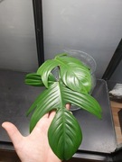 Philodendron Florida Beauty