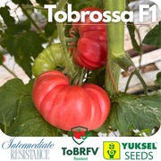 Pomidor Tobrossa F1 dawniej Leroxy F1 firmy Yuksel 2 nasiona malinowy