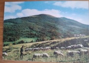 BIESZCZADY  Wypas owiec