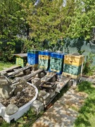 Ule Burnat z pszczołami – 4 sztuki na sprzedaż