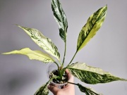 Sadzonka Spathiphyllum skrzydłokwiat diamond variegata świetne geny nr1