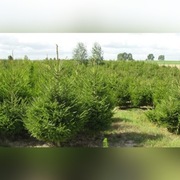 Choinka Choinki Świerk Jodła Kaukaska