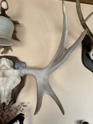 Poroże łosia samiec