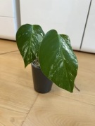 Monstera Variegata