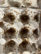 Karaczan turecki wylęg 1000 szt hydrożel gratis