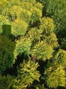 Thuja o. Brabant, Smaragd, Danica. L. Modrzew 