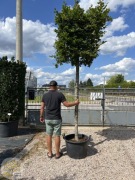 Grab pospolity / Carpinus betulus / Pień 220cm, 70x70x70cm / kubik