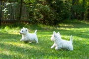 Szczenięta West Highland White Terrier