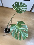 Monstera Thai Constellation