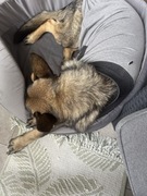 Ubranko pooperacyjne dla psa xl