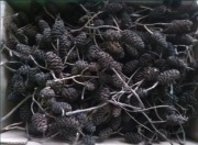 Szyszki Olchy Czarnej dla krewetek antyglon