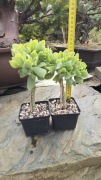 Grubosz Crassula arborescens Blue Weve 