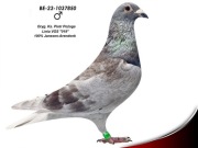 Oryg. KS. Piotr Pożoga 100% Janssen Arendonk