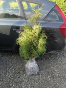 Tuja Brabant na żywopłot 