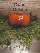 164-Dwarf Mulatte. Pomidory kolekcjonerskie.