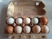 Jaja lęgowe mix ras