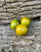 GREEN BUMBLEBEE Pomidor Kolekcjonerski  