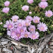 Delosperma 'Lavender Hans Graf'