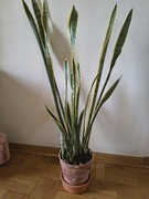 Sansevieria / Sansewieria 90cm