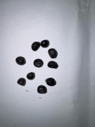 Sprzedam nasiona piwonia drzewiastą