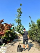 Acer rubrum October Glory, Klon czerwony, obwód 8-10cm