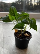 Monstera siltepecana