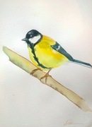 Obrazek akwarela ptak sikorka 