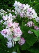 Szałwia muszkatołowa bylina wieloletnia sadzonka 