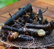 Korzeń Żywokostu lekarskiego świeży.Zioła z Beskidów.