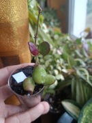 Hoya carmelae drobnolistna rzadkość 