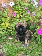 Piesek rasy Shih tzu z rodowodem 